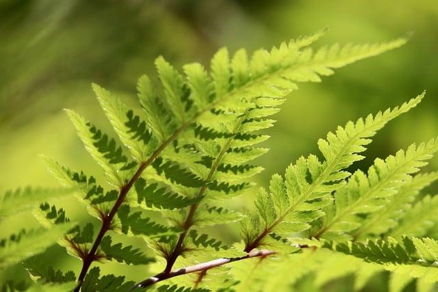 Tipy na doplňky stravy pro těhotné a kojící ženy na veganské stravě